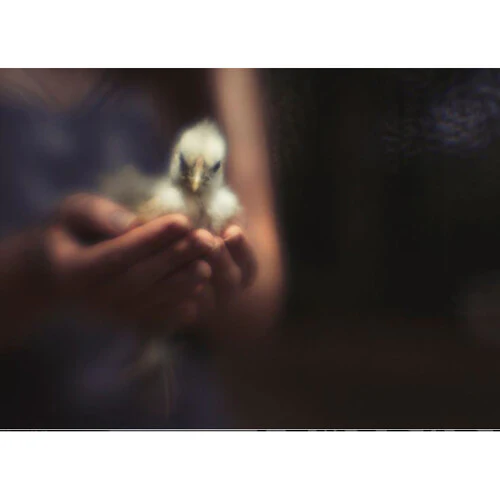 Lensbaby Fixed Body with Creative Bokeh Optic for Nikon F - Image 5