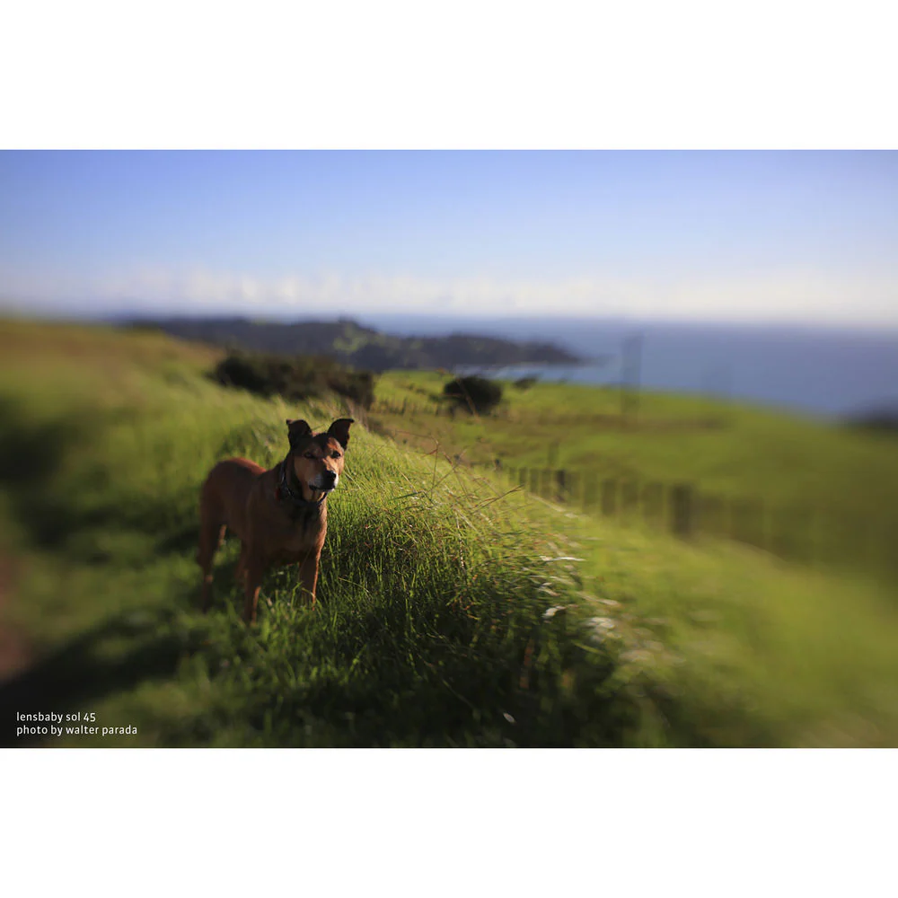 Lensbaby Sol 45mm f/3.5 Lens for Fuji X Cameras - Image 17