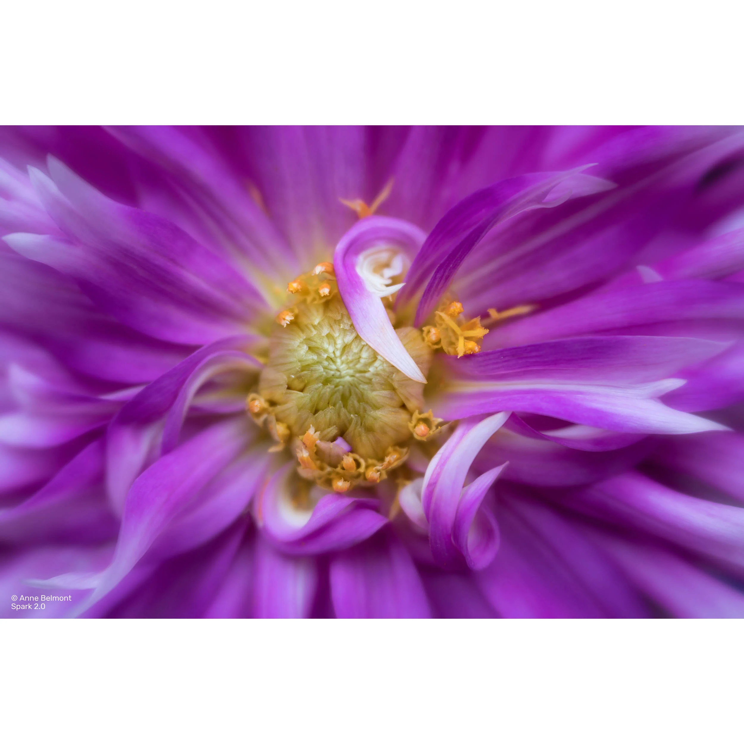 Lensbaby Spark 2.0 with Sweet 50 Optic for Canon EF - Image 3